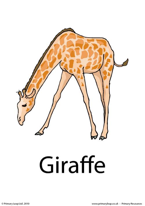 Giraffe flashcard 2