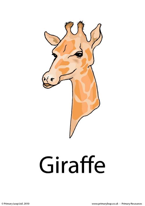 Giraffe flashcard 3