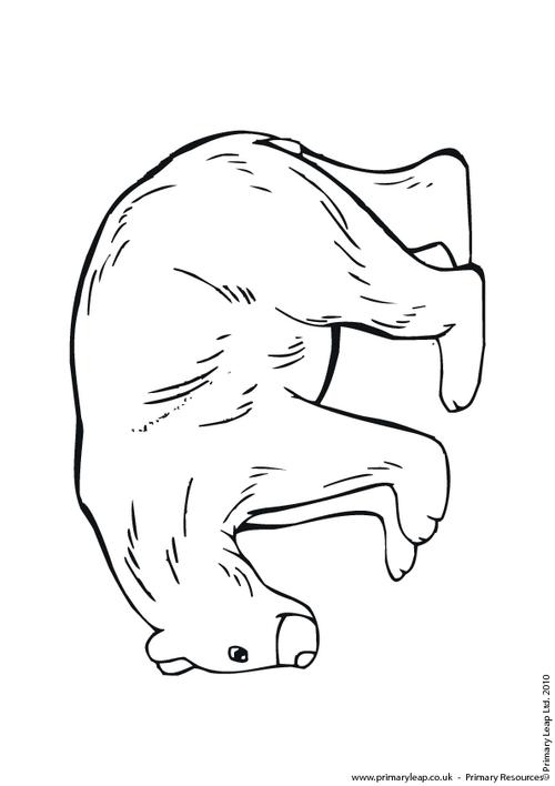 Bear colouring page