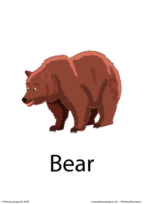 Bear flashcard 1