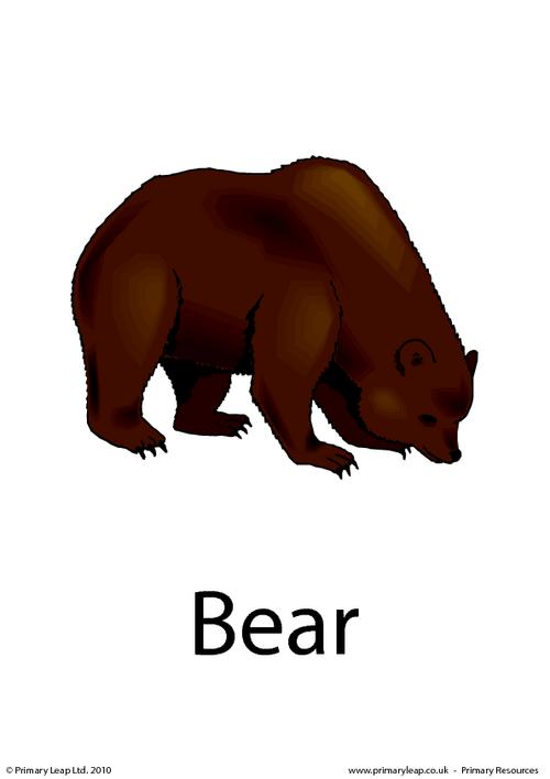 Bear flashcard 2