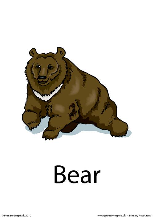 Bear flashcard 3