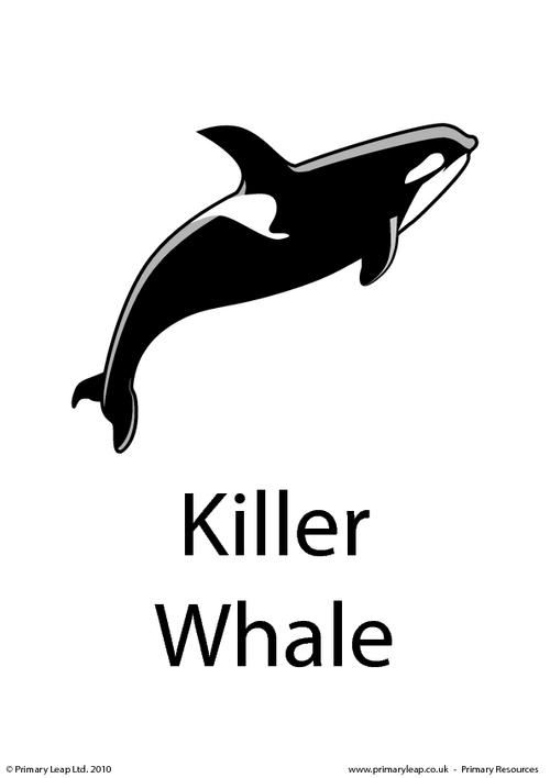 Killer whale flashcard