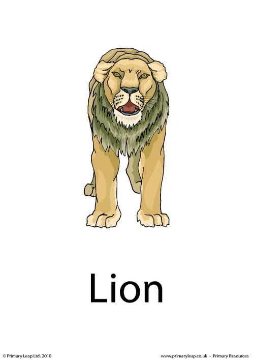 Lion flashcard 1