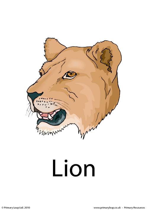 Lion flashcard 2