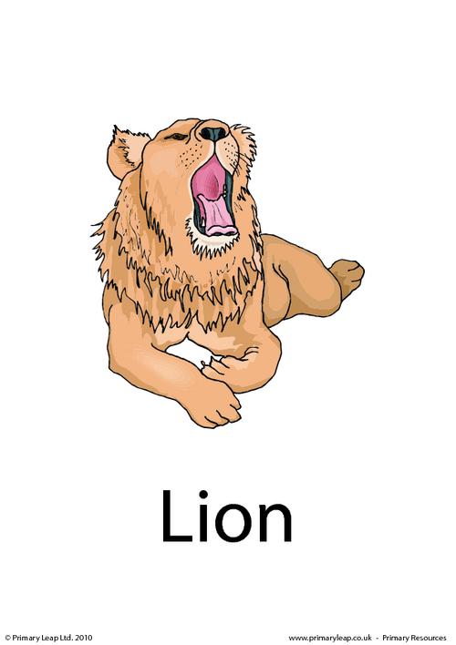 Lion flashcard 3