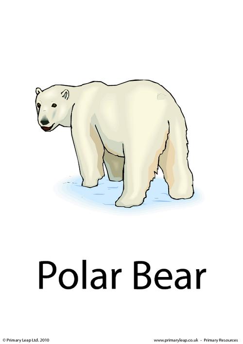 Мишка перевести на английский. Polar Bear Flashcard. Белый медведь карточка для детей. Polar Bear Flashcards for Kids. Белый медведь надпись.