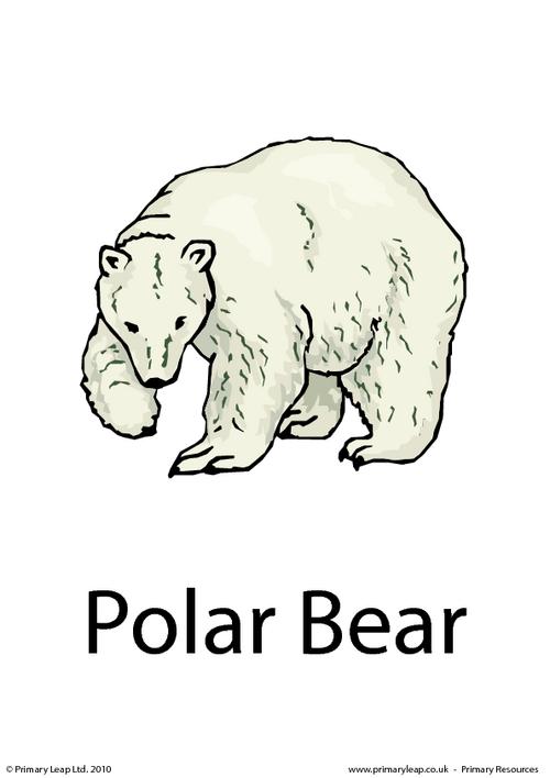 Polar bear flashcard 3