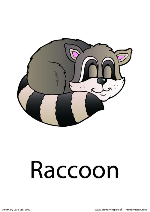 Raccoon flashcard 3
