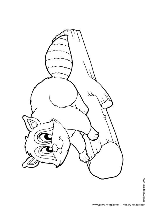 Raccoon colouring page 2