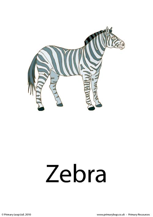 Zebra flashcard 1