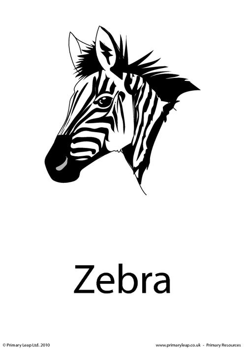 Zebra flashcard 2