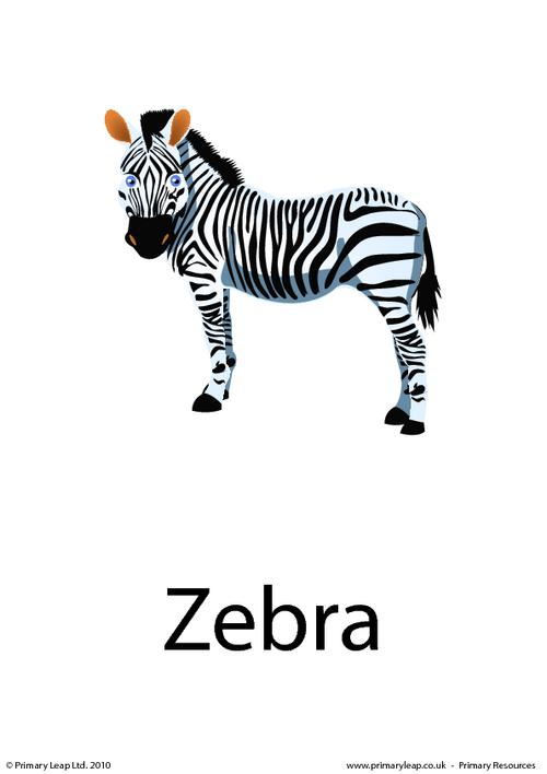 Zebra flashcard 3