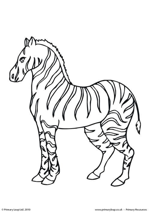 Zebra colouring page