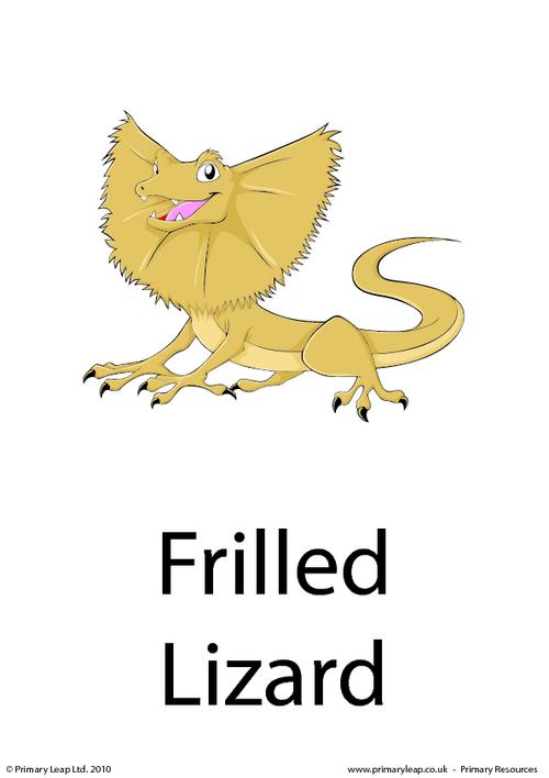 Frilled lizard flashcard