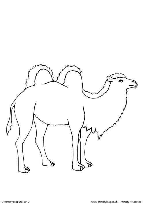 Bactrian camel colouring page