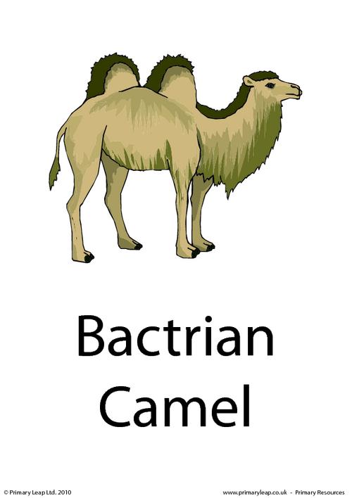 Bactrian camel flashcard