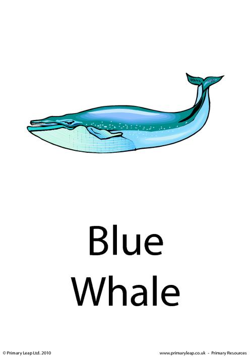 Blue whale flashcard