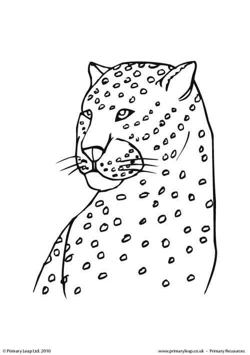 Cheetah colouring page