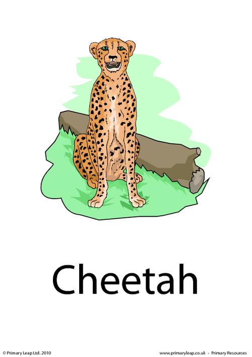 Cheetah flashcard