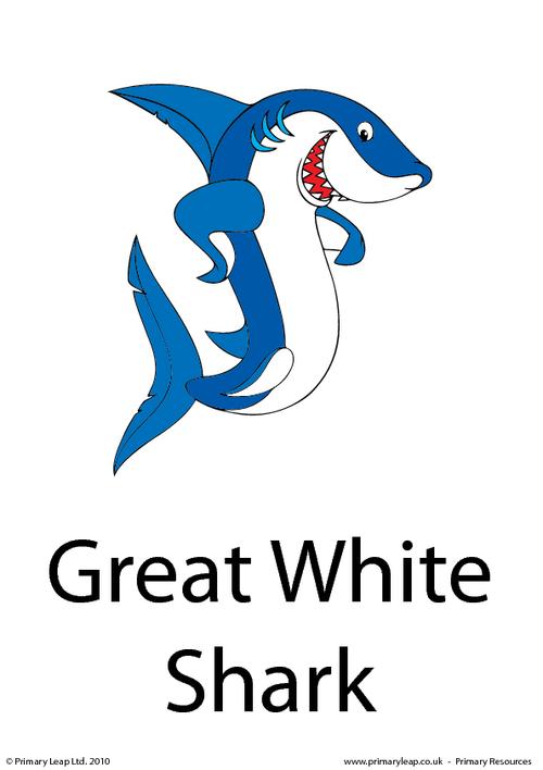 Great white shark flashcard 2