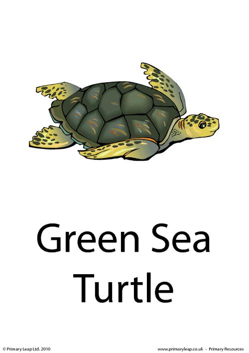 Green sea turtle flashcard