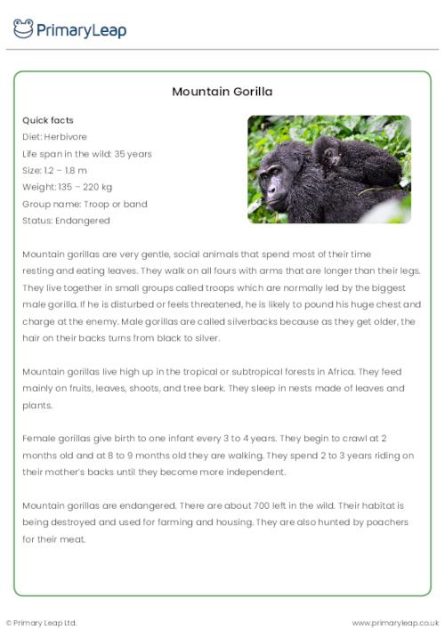 Mountain Gorilla Reading Comprehension