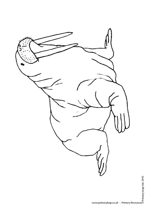 Walrus colouring page