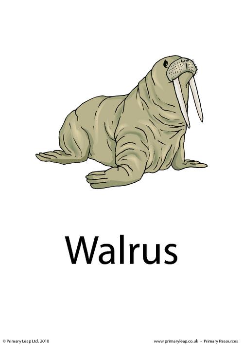 Walrus flashcard
