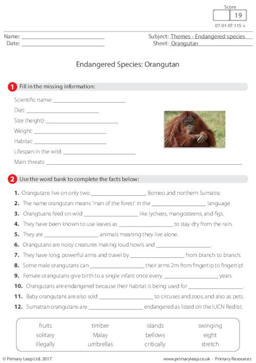 Endangered Species - Orangutan