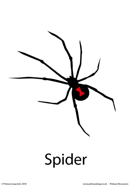 Halloween flashcard - spider