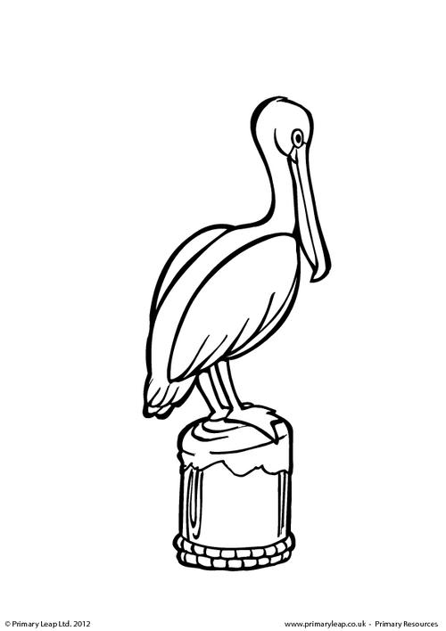 Pelican - Colouring page