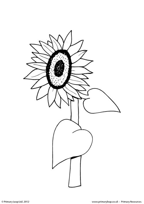 Sunflower - Colouring page