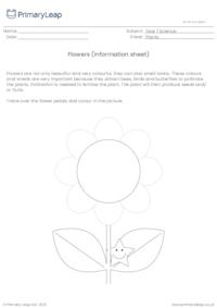 Parts of a plant - Flowers (information sheet)