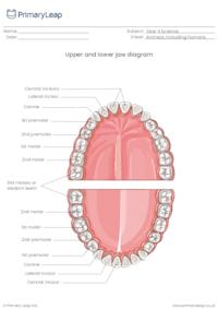 Diagram of the jaw