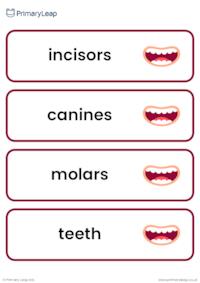 Teeth vocabulary cards
