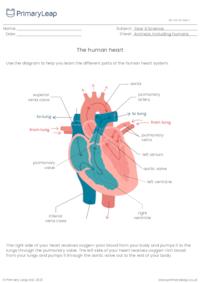 The human heart system