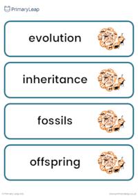 Y6 Evolution and inheritance vocabulary cards