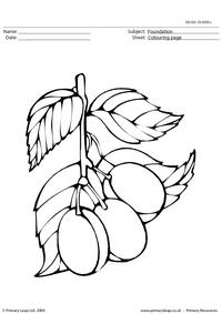 Plums colouring page