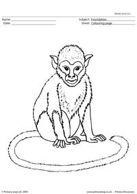 Monkey colouring page