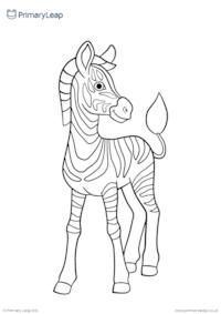 Baby zebra colouring page