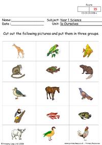 Science: How animals move | Worksheet 