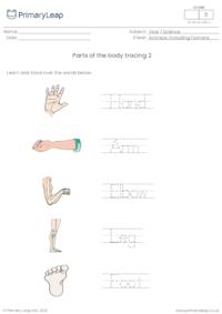 Parts of the body 2