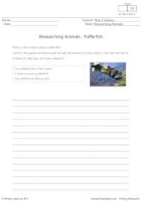 Researching Animals - Pufferfish