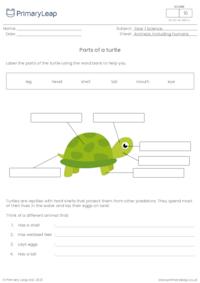 Label the parts of a turtle