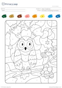 Colour by number - Owl