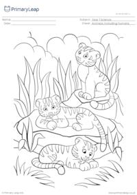 Tiger cubs colouring page