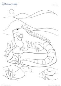 Animal colouring page - Iguana