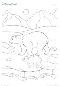 Animal colouring page - Polar bear