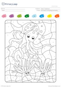 Colour by number - Octopus